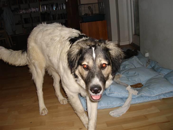 Blanding af racer Otto græsk gadehund billede 5