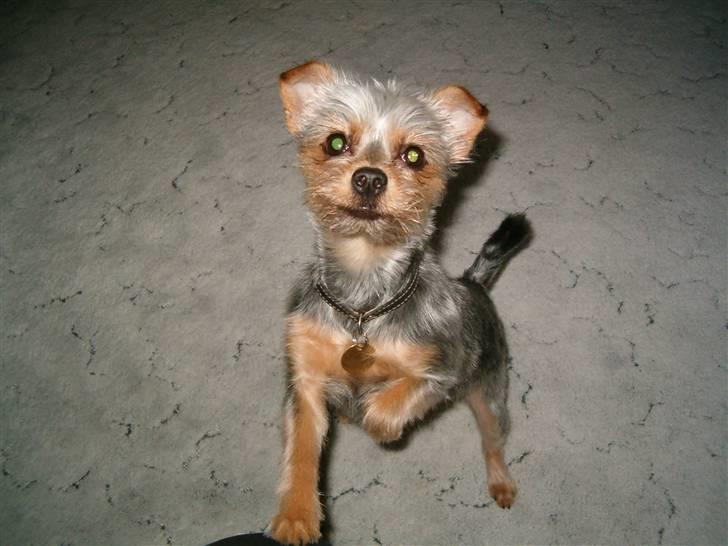 Yorkshire terrier Fie - Min 1års fødselsdag. jeg er blevet klippet for 1 gang. er jeg ikke fin......... billede 1