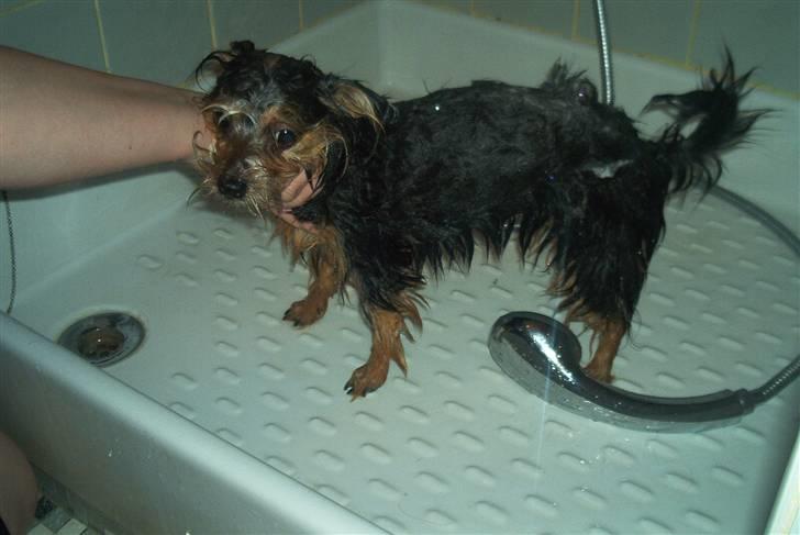 Yorkshire terrier Fie - adddd mit første sammen med min svigerinde. jeg elsker hende. ( selvom hun tager mig i bad ) billede 3
