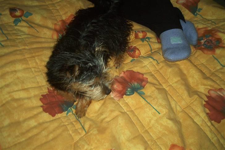 Yorkshire terrier Fie - dejligt at komme ind på sengen når jeg har været i bad. jeg skal jo tørres... billede 4