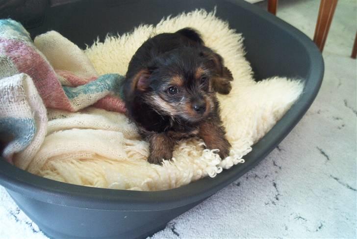 Yorkshire terrier Fie - min første dag hjemme  11-4-2004 billede 5