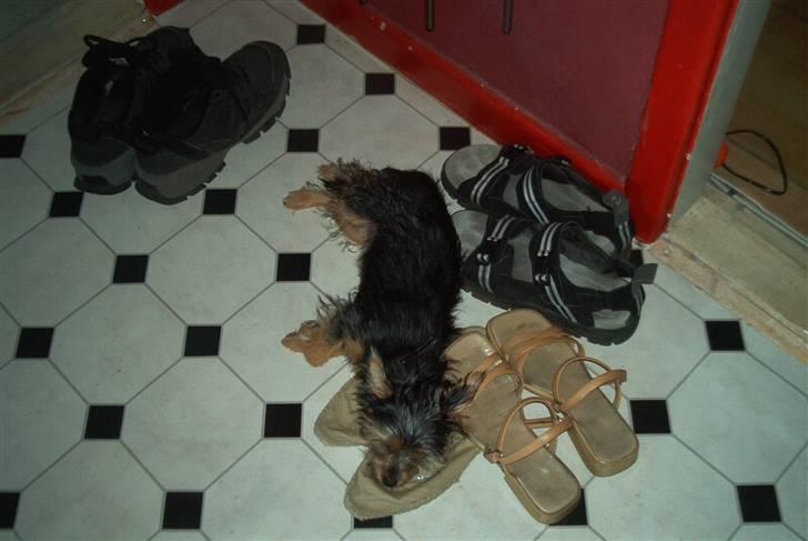 Yorkshire terrier Fie - luget dejligt billede 10