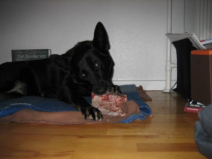 Blanding af racer Luna billede 1