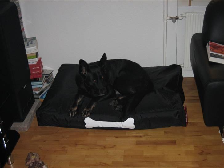 Blanding af racer Luna billede 2