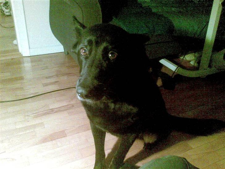 Blanding af racer Luna billede 3