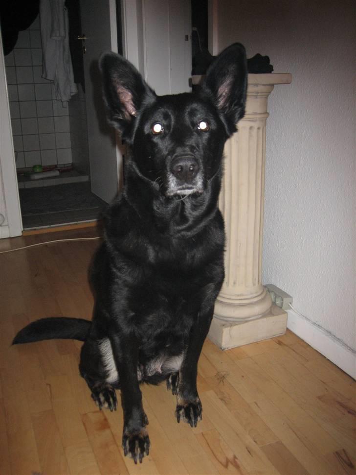 Blanding af racer Luna billede 6