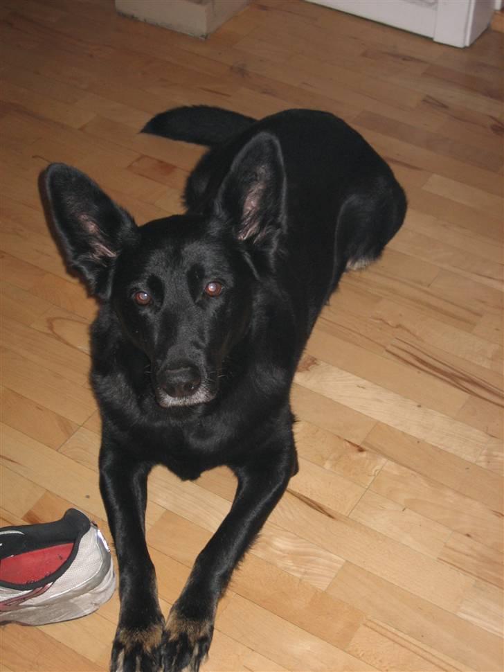 Blanding af racer Luna billede 8