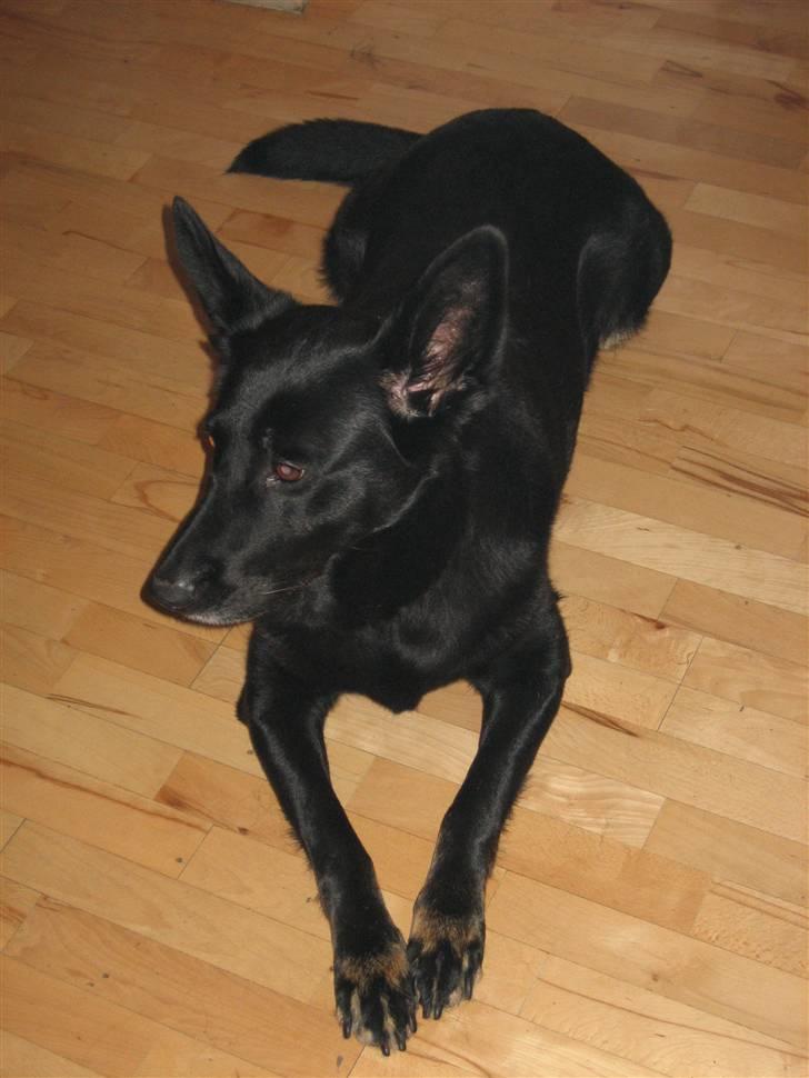 Blanding af racer Luna billede 9