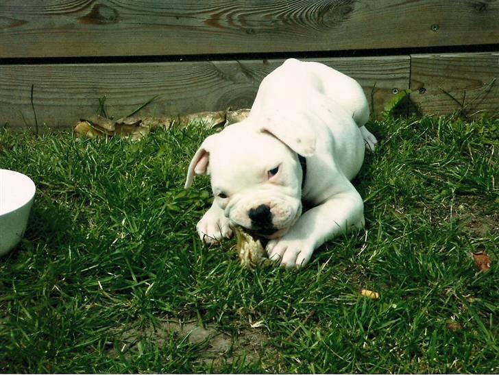 Amerikansk bulldog Max:-) billede 6