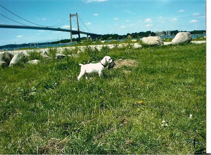 Amerikansk bulldog Max:-) billede 7