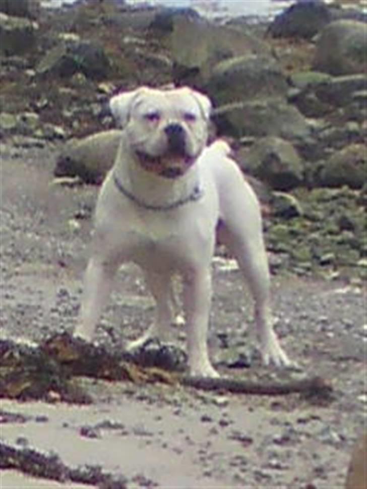 Amerikansk bulldog Max:-) billede 8