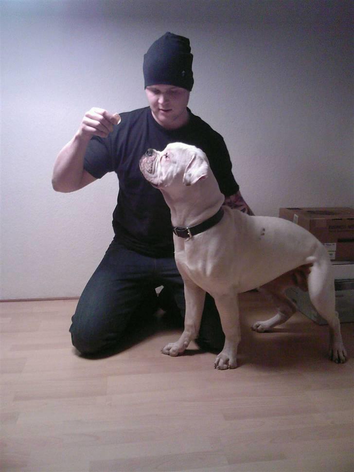 Amerikansk bulldog Max:-) billede 9