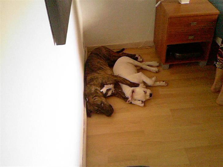 Amerikansk bulldog Max:-) billede 10