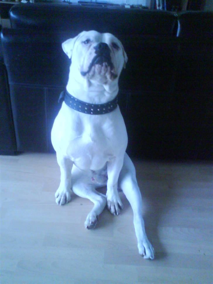 Amerikansk bulldog Max:-) billede 11