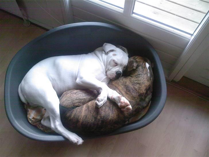 Amerikansk bulldog Max:-) billede 12