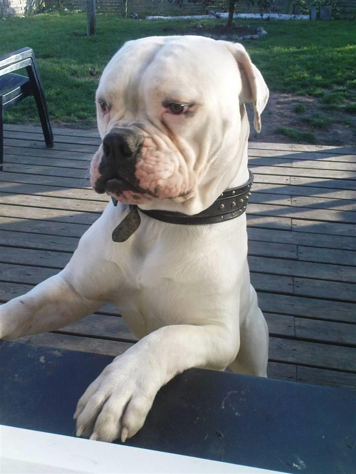 Amerikansk bulldog Max:-) billede 13