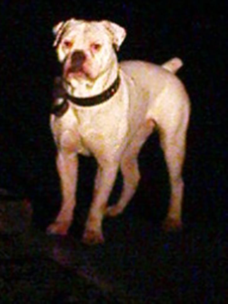 Amerikansk bulldog Max:-) billede 14