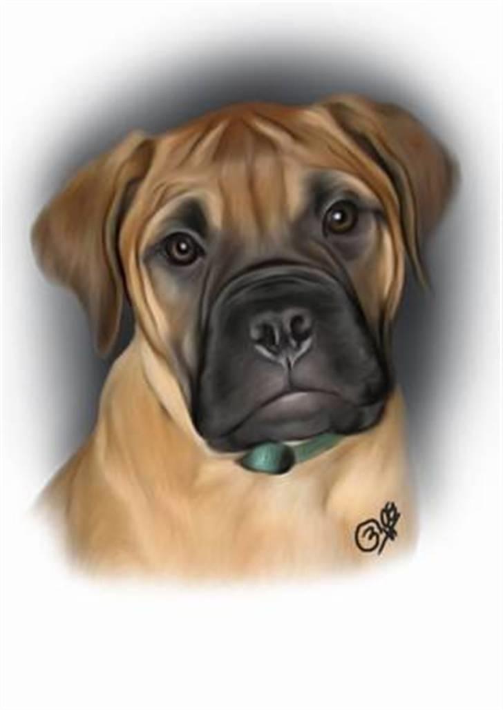 Bullmastiff Isabella billede 14