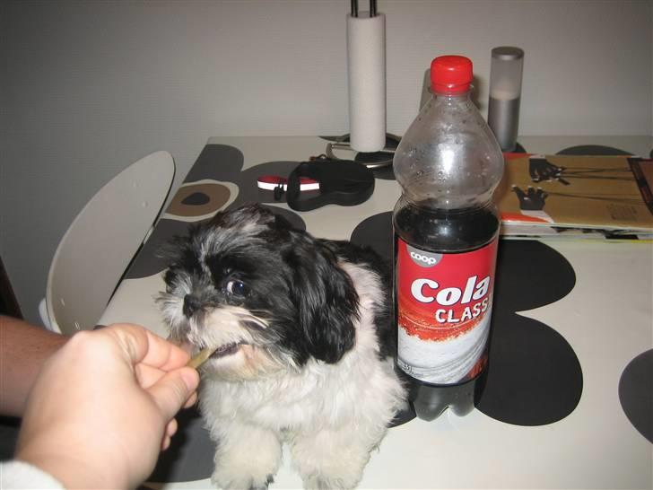 Shih tzu Tyson - Uhm..God tyggestang... billede 1