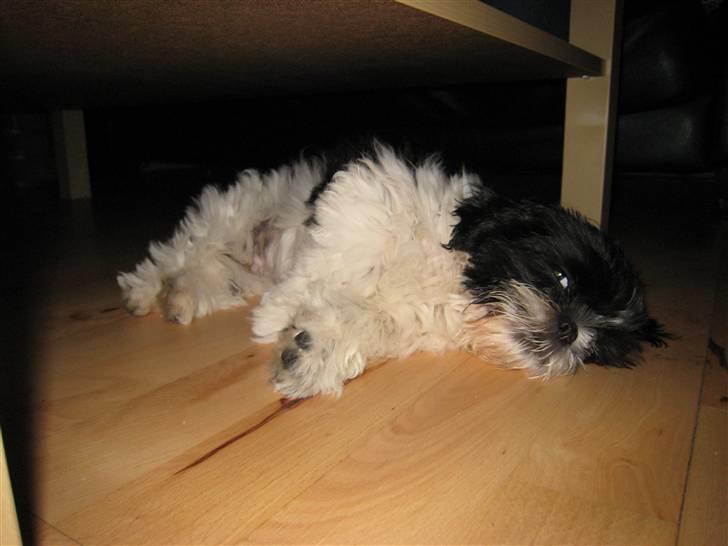 Shih tzu Tyson - Herligt,at få en morfar.. billede 2