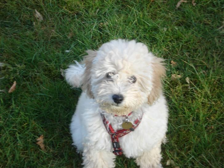 Toypuddel Tessa  - min dejlige hund Tessa billede 1