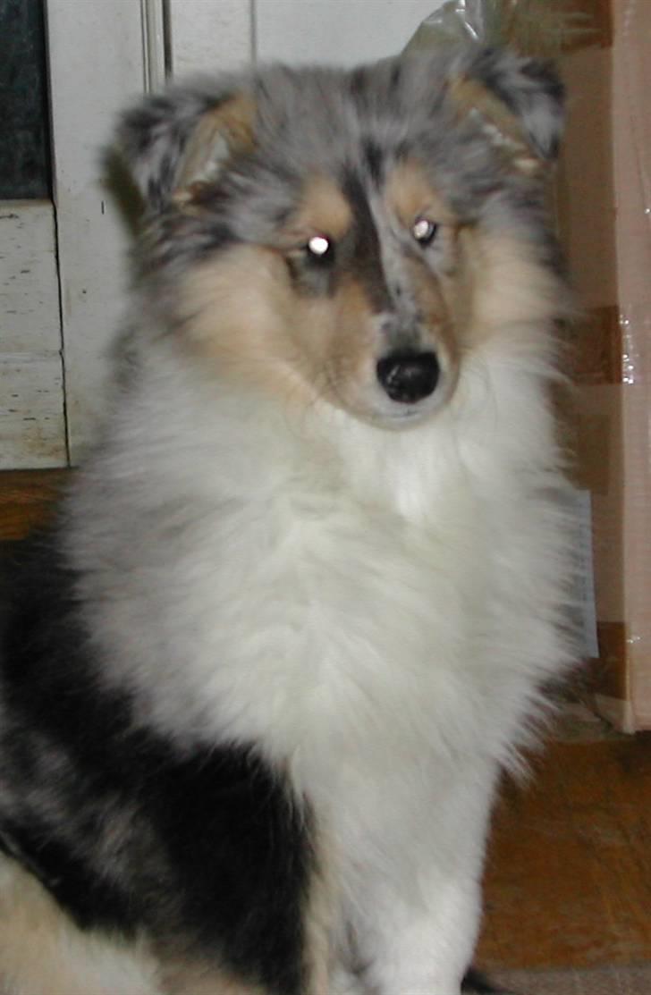 Collie langhåret Wendy - Dette er Wendy som 3 mdr. billede 1