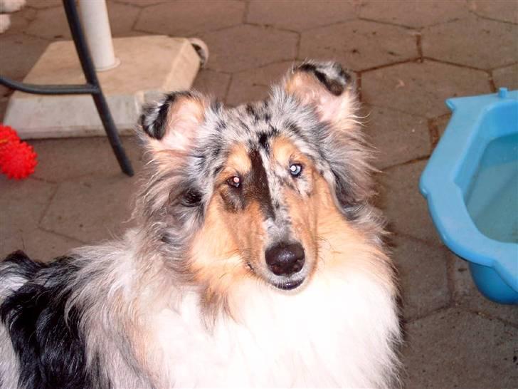 Collie langhåret Wendy - Wendy som  6 mdr. billede 2