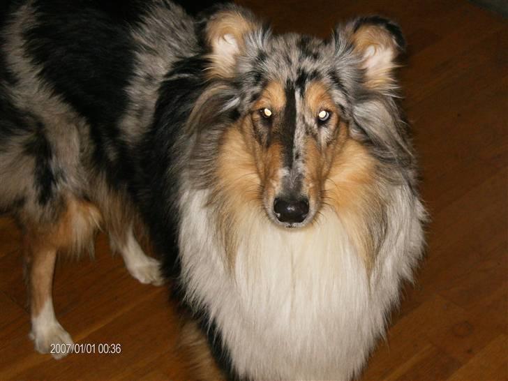 Collie langhåret Wendy - Wendy som 12 mdr. billede 3