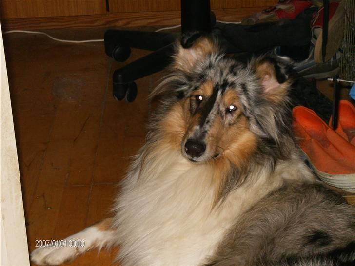 Collie langhåret Wendy billede 4