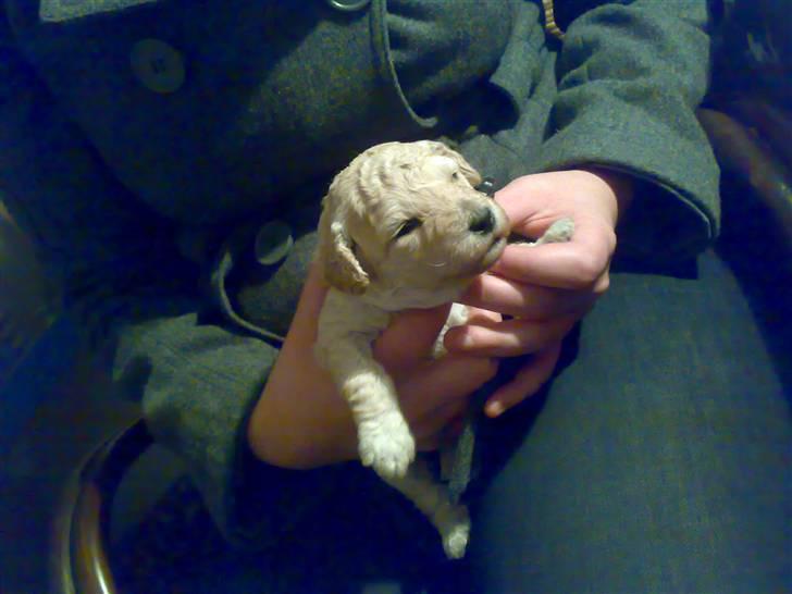 Toypuddel Tessa  - Tessa er 3 uger og jeg er ude og besøge hende for første gang   billede 2