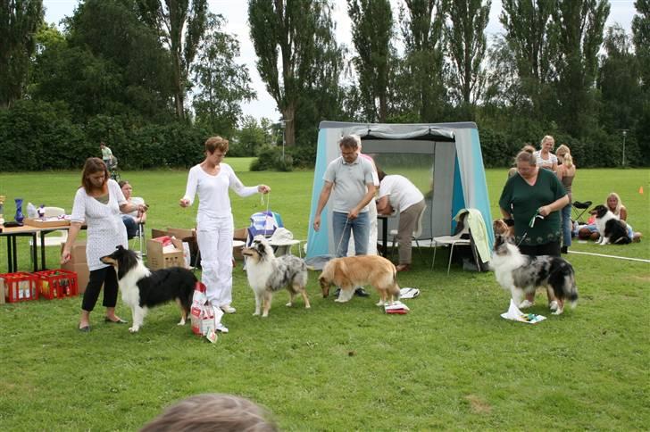 Collie langhåret Wendy - Udstilling i Køge 2007 billede 5