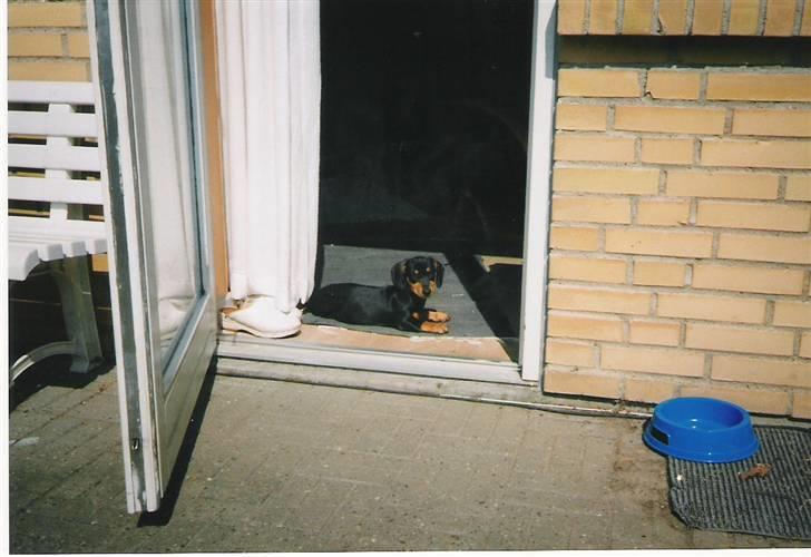 Gravhund Møffe - her kan jeg holde øje med det hele billede 3