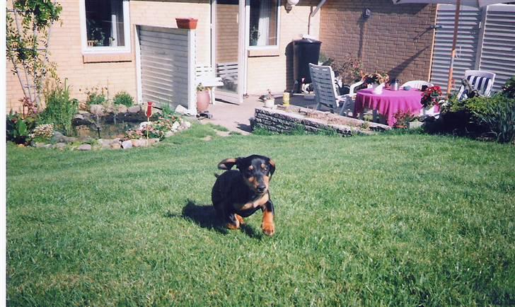 Gravhund Møffe - Jeg fik lige øje på min mor billede 4