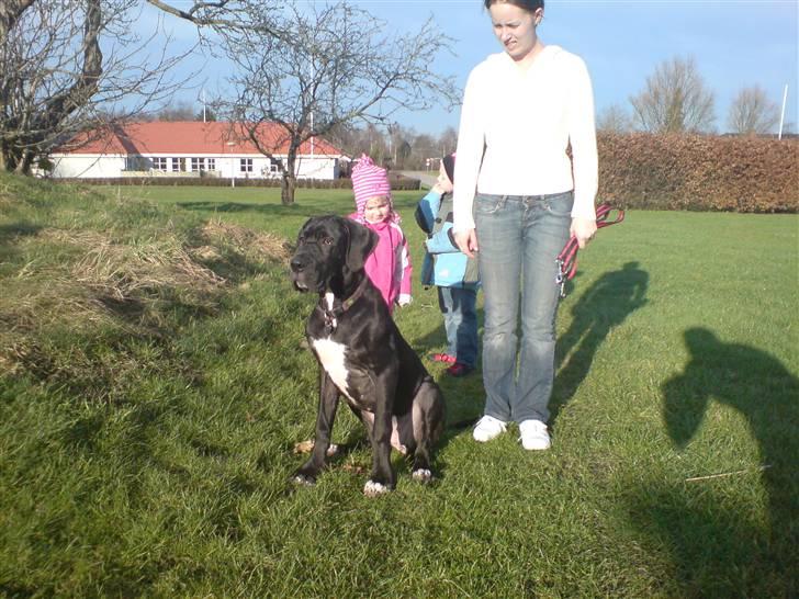 Grand danois Sille - mor må jeg ikke godt snakke med ham der går der over??? må jeg ikke nok?? billede 11