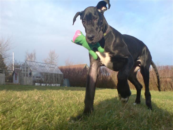 Grand danois Sille - kwæk kwæk.. jeg har fået en tudse i halsen.. host billede 12