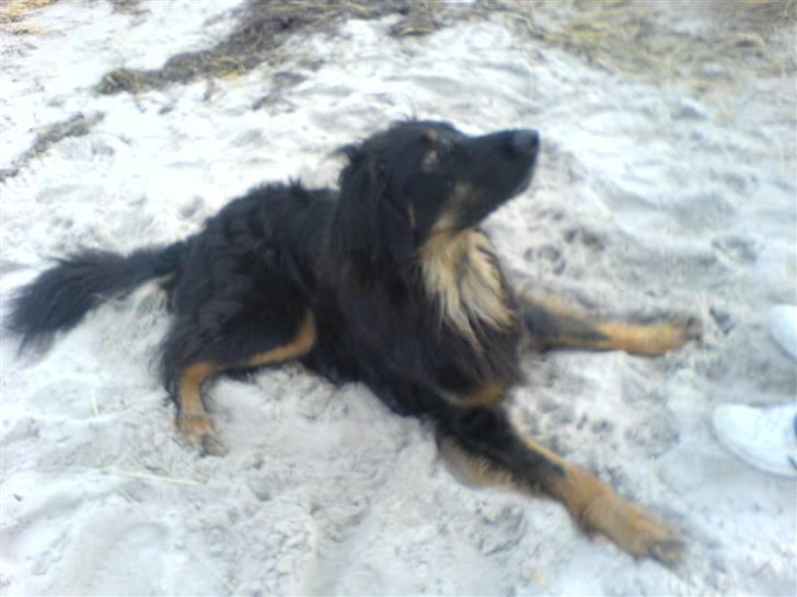 Hovawart Aros billede 5