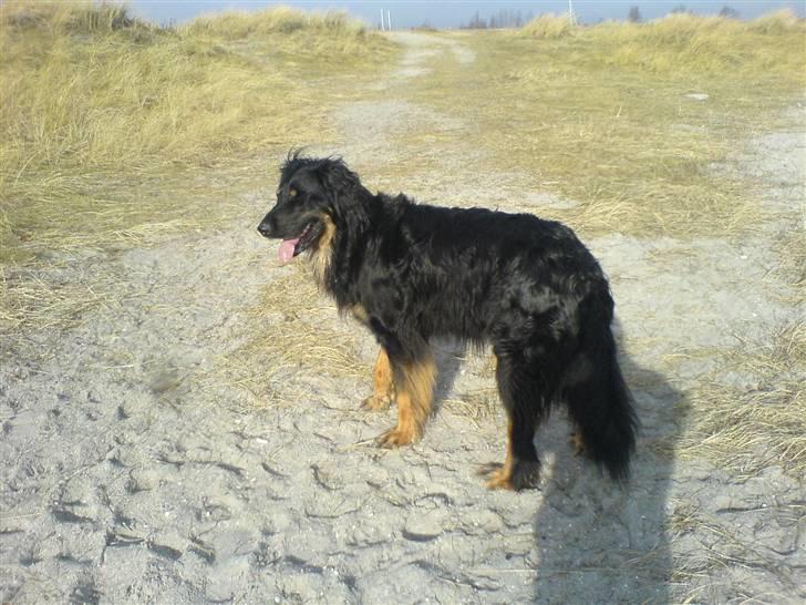 Hovawart Aros billede 6