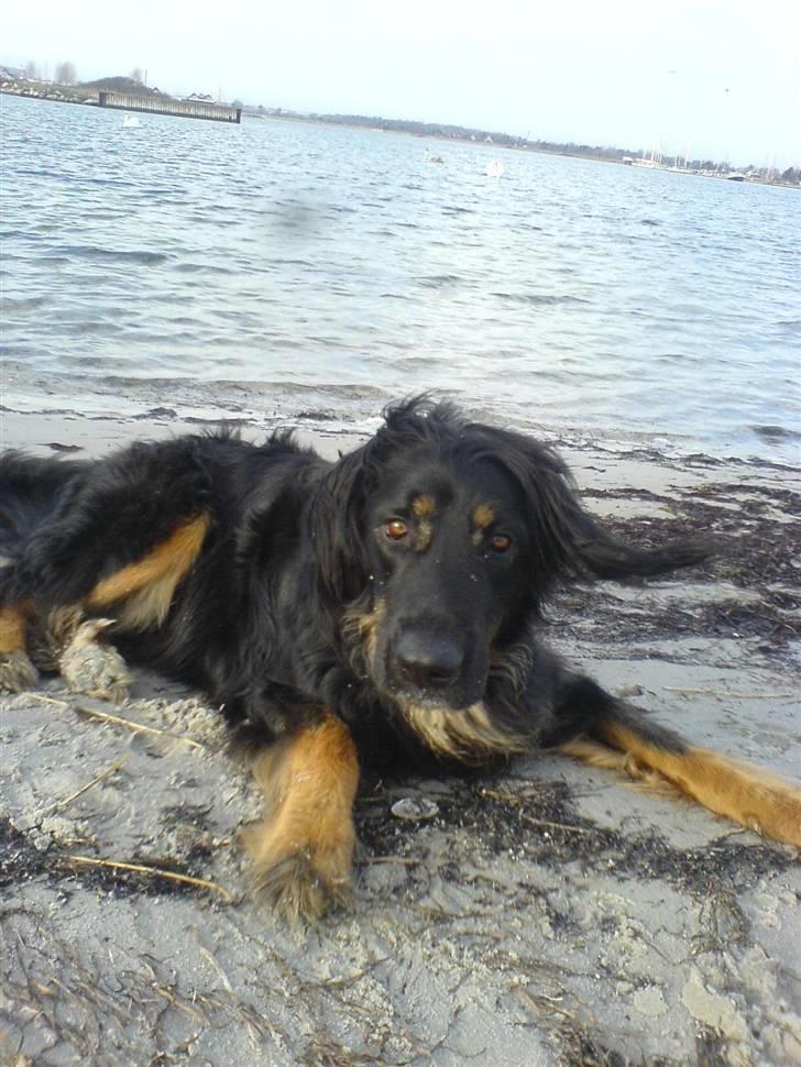 Hovawart Aros billede 7