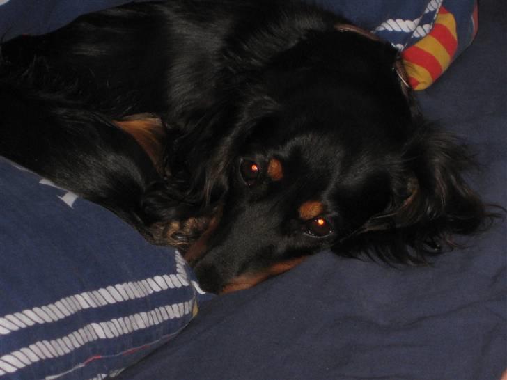 Dværggravhund Mille - Mille i køjen i skibet billede 9