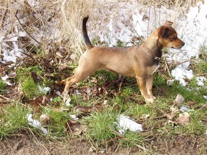 Blanding af racer  d/s gårdhund Tikka RIP - Fanget hende i flot positur!! billede 4