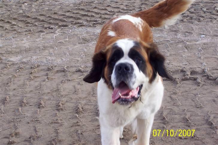 Sankt bernhardshund Lærke billede 15