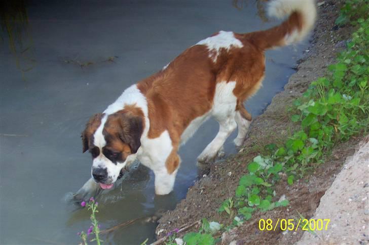 Sankt bernhardshund Lærke billede 16