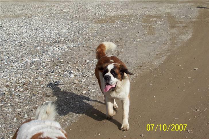 Sankt bernhardshund Lærke billede 17