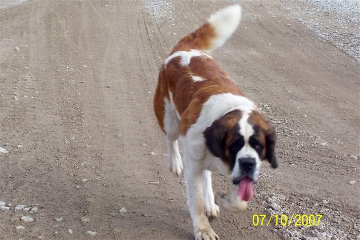 Sankt bernhardshund Lærke billede 18