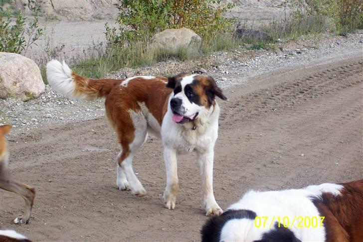 Sankt bernhardshund Lærke billede 19