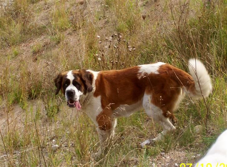 Sankt bernhardshund Lærke billede 20