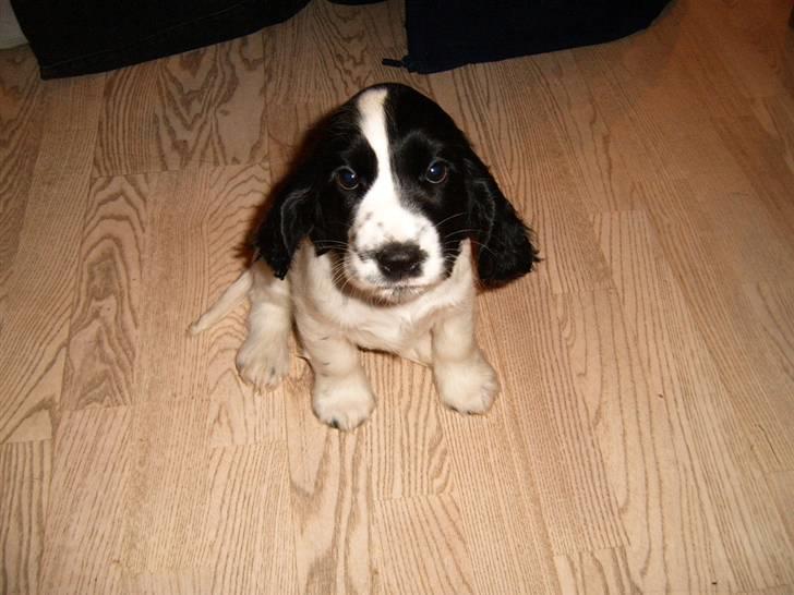 Cocker spaniel chikko - er jeg ikke sød billede 2