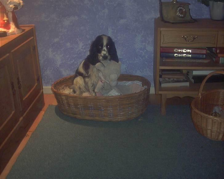 Cocker spaniel chikko - se min store bamse. billede 3