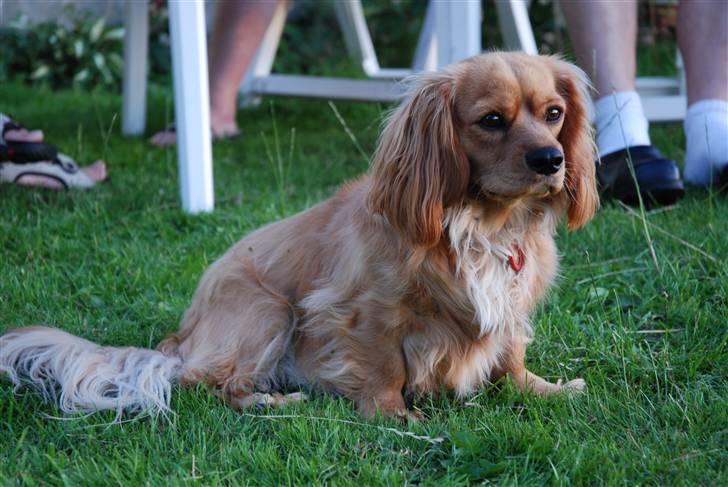 Blanding af racer Molly - den smukkeste himmelhund - Juli 2008 - sidder lige og hygger mig i haven.  billede 9