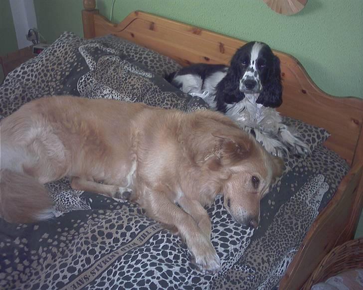 Cocker spaniel chikko - tøsen og mig i mors seng.  billede 4